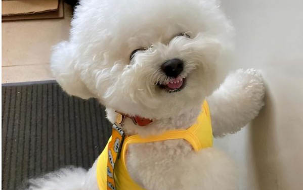 比熊犬患上皮膚病要怎么辦?