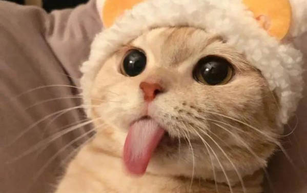 小貓可以吃蛋黃嗎?