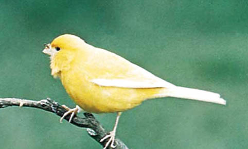 芙蓉鳥屬于保護動物嗎