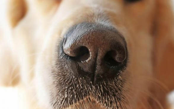 新斯科舍獵鴨犬窩咳應該怎么辦