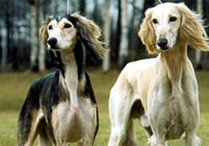 普羅特獵犬口臭怎么回事