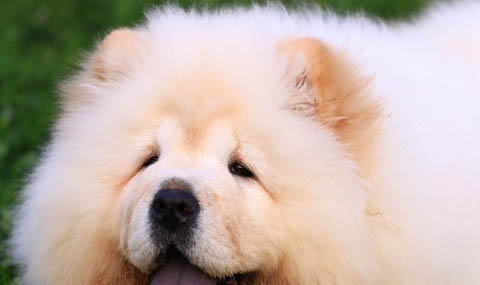 松獅犬身上太臭不能洗澡怎么辦
