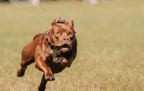 黑色比特犬是純種嗎