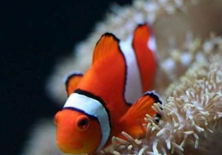 小型熱帶魚專用糧