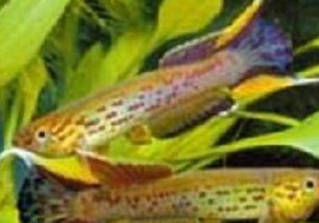 財神魚可以冷水養嗎