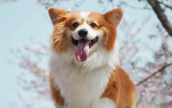 小狗可不可以吃香蕉