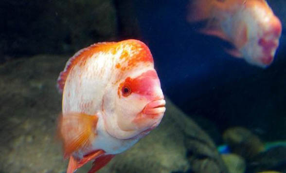 羅漢魚為什么燒尾