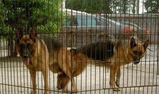 如何判斷母犬懷孕了