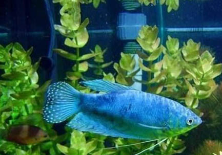 藍星魚飼養(yǎng)