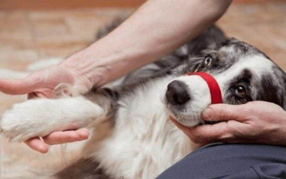 狗狗犬瘟需要打多久的單抗