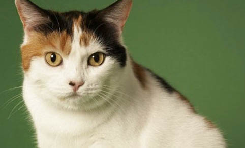 如何刺激馬恩島貓