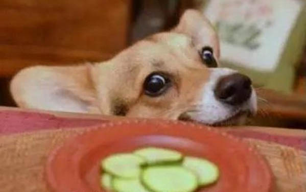 狗狗粑粑有點軟但成型