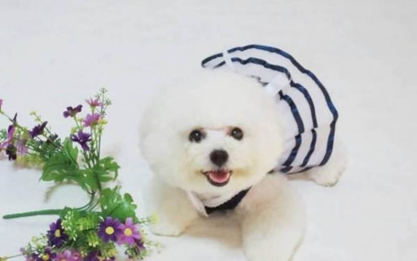 雪山寵食狗糧質量好嗎