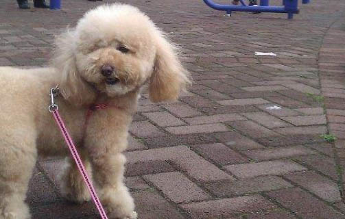 狗坐著前腿抖
