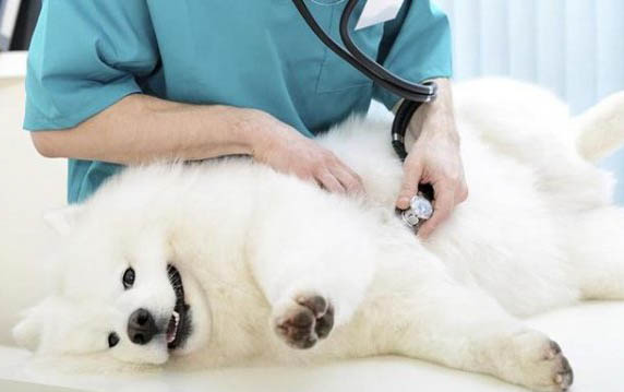 犬瘟傳染一般要多久