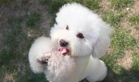 狗狗吃豬蹄骨頭能消化嗎