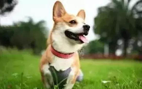 小狗驅蟲用什么藥