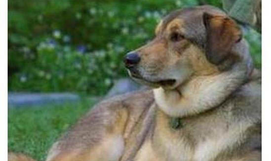 母犬例假期間需要注意什么