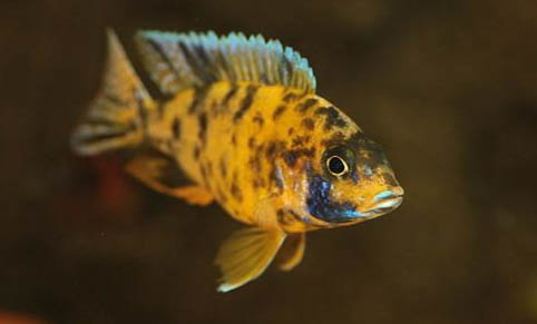 大蒜放魚(yú)缸能治水霉病嗎