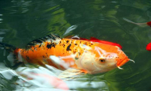 魚缸養(yǎng)錦鯉冬天需要打開氧氣泵嗎