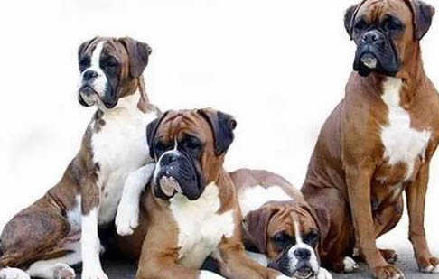 拳師犬和羅威納哪個好