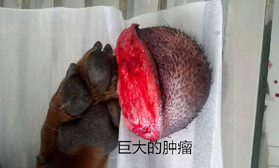 德國牧羊犬身體發抖的原因及處理方法