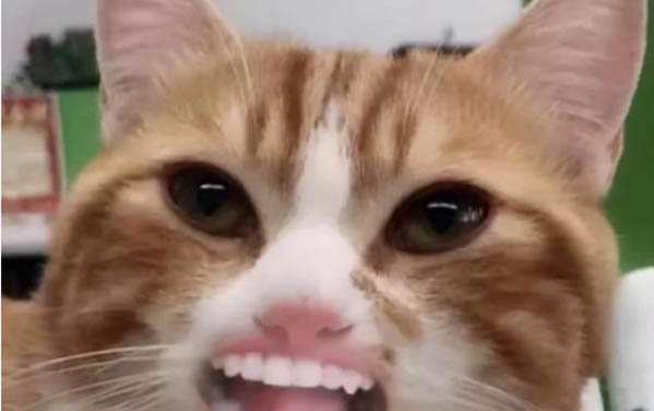 新生小貓餓多久會死