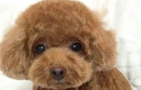 泰迪耳朵大小決定體型嗎