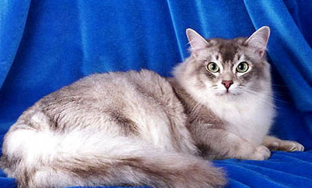 蒂凡尼貓發(fā)燒怎么處理