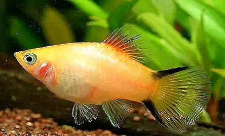 魚為什么都在魚缸上面