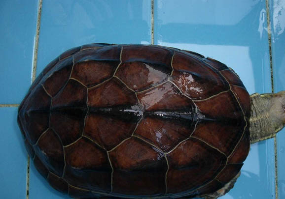 水龜和半水龜哪個(gè)好關(guān)