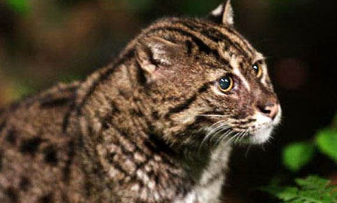 珍珠羅漢魚可以活多久