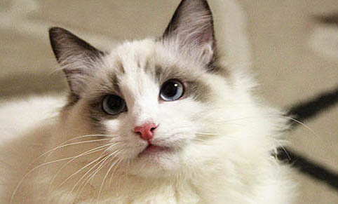 如何防止貓咪得耳螨