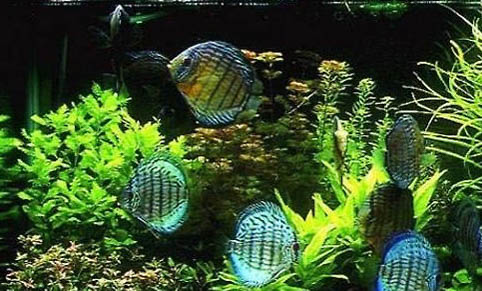 魚缸水發黃是什么原因?