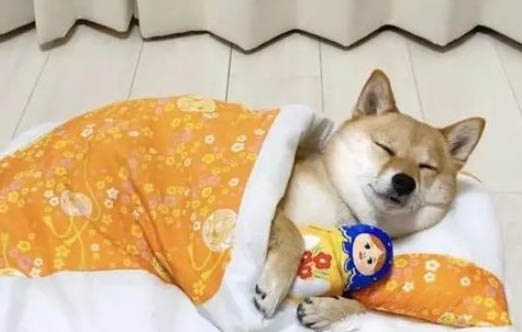 狗狗來姨媽可以洗澡嗎