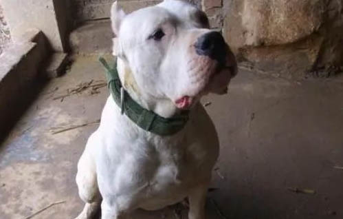 杜高犬怎么驅蟲