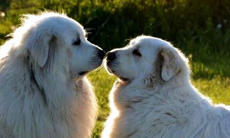 大白熊犬打架能排第幾