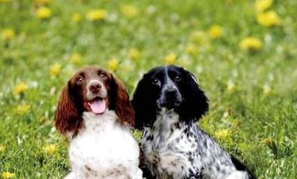 米格魯獵犬的飼養要點有哪些