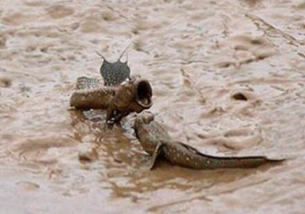 彈涂魚可以用淡水養(yǎng)嗎