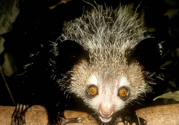 國內(nèi)為什么不能養(yǎng)拇指猴