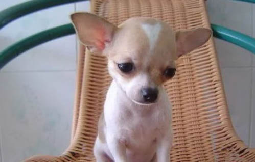 適合家庭養的中小型犬