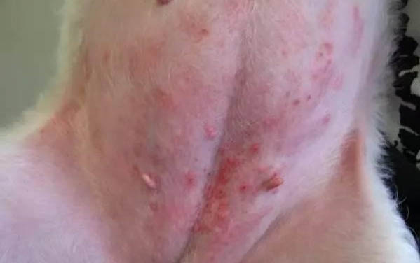 狗狗聞酒精有沒有傷害