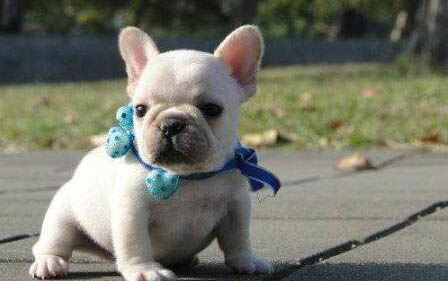 法牛犬好養(yǎng)嗎？