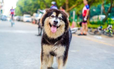 阿拉斯加犬幼犬的飼養方法