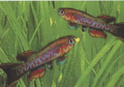 魚竿5h和6h的區別是什么