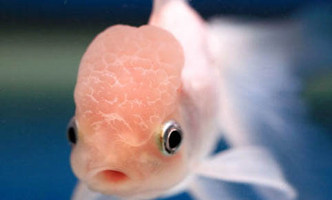 金魚在魚缸底部不動是怎么回事