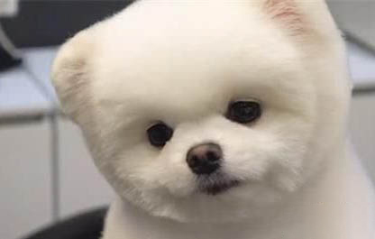 博美犬哪里有賣