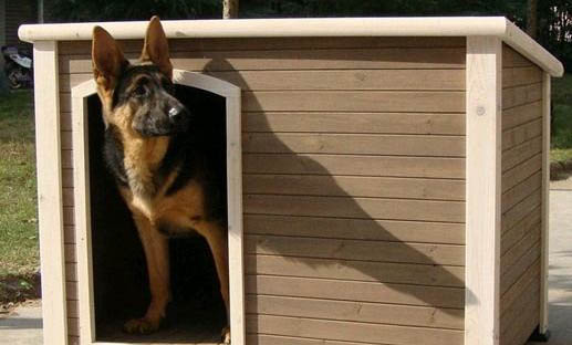 狗狗攜帶狂犬病毒是什么癥狀