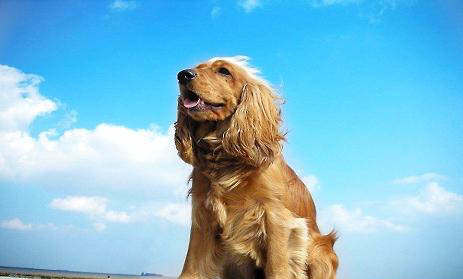 2018年可卡犬價(jià)格查詢