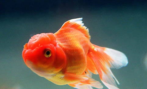 釣魚氣溫多少適合釣魚